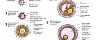 созревание фолликула