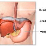 Строение диафрагмы