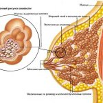 structure of the mammary glands