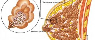 structure of the mammary glands