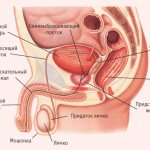 строение половых органов мужчины