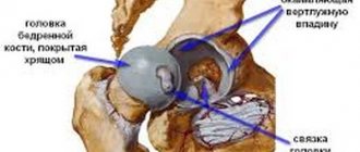 строение тазобедренного сустава