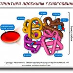Структура молекулы гемоглобина