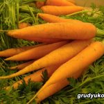 Связка моркови