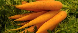 Bunch of carrots