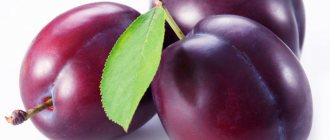 So, what do we know about plums?