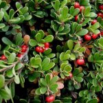 толокнянка от отеков при беременности