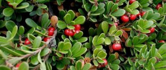 толокнянка от отеков при беременности