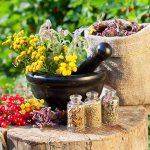 травы для зачатия