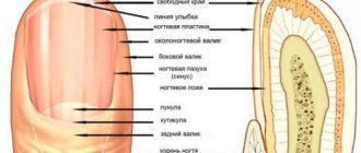 Устройство ногтя