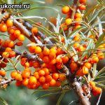 Sea buckthorn branch