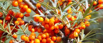 Sea buckthorn branch