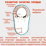 Все о том когда начинает биться сердце у эмбриона