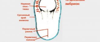 Все о том когда начинает биться сердце у эмбриона