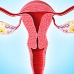 Female ovaries in the picture