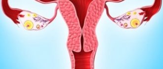 Female ovaries in the picture