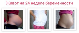 живот на 24 неделе беременности