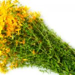 зверобой продырявленный при лактации