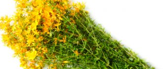 St. John's wort during lactation